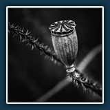 Hans Kirsch - SW Mohn 
  NIKON D750, Tokina AT-X M100 PRO D 100mm F2.8 MACRO 
  1/400 sec., f 11, -0,33 EV, ISO 560, Brennweite 100  (35 mm Äquivalent ~ 150 mm)