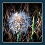 Andreas Blättner - Giga Pusteblume 
  Nikon Z 6 