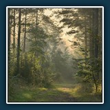 Margit Klaus - mystischer Wald 
  NIKON Z 6, 105.0 mm f/2.8 
  1/320 sec. f10, ISO 400, Brennweite 105 mm