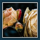 Hans Kirsch - Eiszeit 
  NIKON D750, Tokina AT-X M100 PRO D 100mm F2.8 MACRO 
  0,1 sec., f 14, ISO 50, Brennweite 100 mm