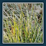 David Williams - Like Ice in the Sunshine 
  Huawai L29 
  1/400 sec., f 1,6, ISO 50, Brennweite 5,56 mm (35 mm Äquivalent ~ 27 mm)