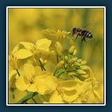 Ernst Weiß - Im Anfflug 
  Canon EOS 50 D, EF24-105mm f/4L IS USM 
  1/2000 sec., f 5,6, ISO 400, Brennweite 105 mm