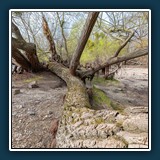 Margit Klaus - Rheinauen_ausgetrocknet 
  NIKON Z 6, 14.0-24.0 mm f/2.8 
  1/60 sec., f 8 ISO 100, Brennweite 15 mm