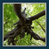 Helmut Benz - Holländische Mangrove 
  NIKON D600 
  1/15 sec., f 7,1, ISO 100, +1 EV Brennweite 16 mm