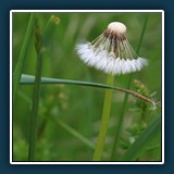 Ernst Weiss - Der letzte Rest 
  Canon EOS 5 Mark III, EF70-200mm f/2.8L IS USM 
  1/100 sec., f11, ISO 160 Brennweite 500 mm