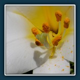 Gerd Stauder - Lilie 
  Panasonic DC-G91, LEICA DG MACRO-ELMARIT 45/F2.8 
  1/500 sec., f 16, ISO 800 Brennweite 45 mm (35 mm Äquivalent ~ 90 mm)