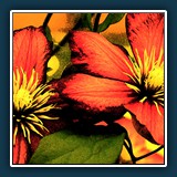 Ernst Weiss - Waldrebe 
  Canon EOS 10D, Canon EF 24-135 mm f/3,5-6,3 USM 
  1/180 sec., f 8, ISO 800 Brennweite 100 mm (35 mm Äquivalent ~ 150 mm)