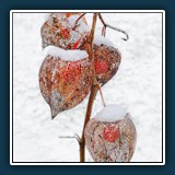 Margit Klaus - winterliche Laternchen 
  Apple iPhone 12 Pro, back triple camera 4.2mm f/1.6 
  1/120 sec., f 1.6, ISO 50 Brennweite 4.2 mm (35 mm Äquivalent ~ 51 mm)