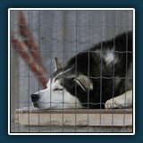 Ernst Weiss - Ich bin dann mal weg 
  Canon EOS 7D, Canon EF70-200mm f/2,8 L IS USM 
  1/500 sec., f 8, ISO 250 0,33 EV, Brennweite 250 mm (35 mm Äquivalent ~ 400 mm)