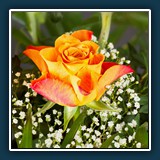 Hans-Peter Reuther - Rose 
  Canon EOS 7D, EF100mm f/2.8L Macro IS USM 
  1/125 sec., f 6.3, ISO 100 Brennweite 100 mm (35 mm Äquivalent ~ 160 mm)