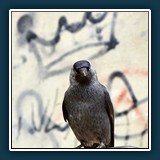 Hans-Peter Reuther - Dohlen-König 
  Canon EOS 6D Mark II, Canon EF 70-200mm f/2.8L IS II USM 
  1/400 sec., f 8, ISO 400 Brennweite 200 mm