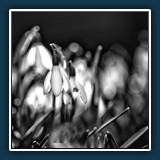 Hans Kirsch - Frühlingserwachen