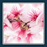 Hans Kirsch - Rosarote Mandelblüte 
  Nikon D750, Tokina AT-X M100 PRO D 100mm F2.8 MACRO 
  1/500 sec., f 5, ISO 800 Brennweite 100 mm (35 mm Äquivalent ~ 150 mm)