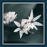 Andreas Blättner - Dem Bär sein Lauch 
  Nikon Z 6, NIKKOR Z MC 105mm f/2.8 VR S 
  1/60 sec., f 8, ISO 100 Brennweite 105 mm