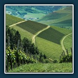 Anja Bender - Durlach 
  SONY 7M3, FE 28-70mm F3.5-5.6 OSS 
  1/200 sec., f 8, ISO 125 Brennweite 56 mm