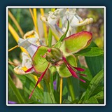 Gerd Stauder - verblüht 
  SONY 7, Sony FE 90mm f/2.8 Macro G OSS 
  1/320 sec., f 18, ISO 1250, Brennweite 90 mm