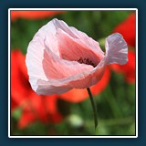 Ernst Weiss - anders sein 
  Canon EOS 7D, Canon EF70-200mm f/2,8 L IS USM 
  1/320 sec., f 9, ISO 100, Brennweite 150 mm