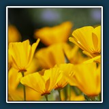 Dieter Schuhmann - Goldene Zeiten 
  NIKON D7200, 70.0-200.0 mm f/4.0 
  1/244 sec., f 1.6, ISO 32, Brennweite 4.2 mm (35 mm Äquivalent ~ 26 mm)