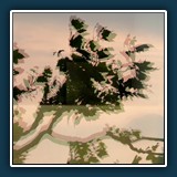 Helmut Benz - Baum im Abendrot 
  Panasonic FZ50 
  1/100 sec., f 5.6, ISO 200, Brennweite 888,8 mm (35 mm Äquivalent ~ 444 mm)