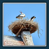 Hans-Peter Reuther - Klapperstorch 
  Canon EOS R7, Canon EF 70-200mm f/2.8L IS II USM 
  1/1250 sec., f 5.6, ISO 400, Brennweite 200 mm (35 mm Äquivalent 320 mm)