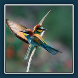 Dieter Schuhmann - Bienenfresser 
  NIKON D7200, TAMRON SP AF 150-600mm F5-6.3 VC USD 
  1/500 sec., f 7.1, ISO 200, -0,33 EV, Brennweite 380 mm (35 mm Äquivalent 570 mm)