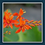 Gerd Stauder - Gold-Montbretie