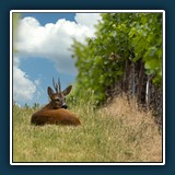 Dieter Schuhmann - Siesta-PP 