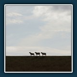 Erik Lüddecke - Drei Schafe 
  Sony NEX 7, ohne 
  1/3200 sec., f ??, EV 1.3, ISO 400, Brennweite ?? mm