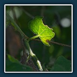 Gerd Stauder - Sonnenstrahl 
  SONY 7, Sony FE 90mm f/2.8 Macro G OSS 
  1/200 sec., f 14, ISO 2000, Brennweite 90 mm