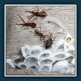 Ernst Weiss - Angriff und Verteidigung 
  Xiaomi 10 Plus, ohne 
  1/100 sec., f 1.8, ISO 50, Brennweite 4,71 mm (35 mm Äquivalent 26 mm)