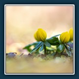 Dieter Schuhmann - Frühlingserwachen 
  NIKON D780, VR 150mm f/2.8G 
  1/125 sec., f 3.8, ISO 100 Brennweite 39 mm