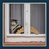 Andreas Blättner - Fenstermieze 
  Sony RXM7, 24-200mm F2.8-4.5 
  1/320 sec., f 5.6, ISO 100, Brennweite  34,64 mm (35 mm Äquivalent ~ 95 mm)