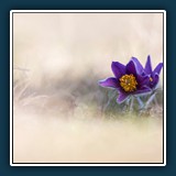 Dieter Schuhmann - Pulsatilla vulgaris 
  NIKON D780, VR 150mm f/2.8G 
  1/500 sec., f 3.2, ISO 100, 0,33 EV, Brennweite 150 mm