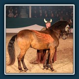 Ernst Weiss - Der Pferdeflüsterer 
  Canon EOS 5 Mark III, Canon EF24-105mm f/4L IS USM 
  1/160 sec., f 5, ISO 5000, 0.33 EV, Brennweite  92 mm