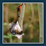 Rosi Flury - Alt und jung 
  Sony Alpha 37, 100mm F2.8 Macro 
  1/160 sec., f 2.8, ISO 160, Brennweite  100 mm (35 mm Äquivalent ~ 150 mm)