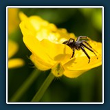 Hans Kirsch - Auf der Laue 
  Nikon D750, Tokina AT-X M100 PRO D 100mm F2.8 MACRO 
  1/400 sec., f 16, ISO 400, Brennweite  100 mm (35 mm Äquivalent ~ 150 mm)