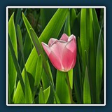 David Williams - Tulpe in der Sonne 
  Pixel 7 Pro, 19.0mm f/3.5 
  1/258 sec., f 3.5, ISO 18, Brennweite  19 mm (35 mm Äquivalent ~ 117 mm)