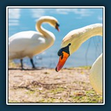 Anja Bender - Schwanenhochzeit 
  SONY 7M2, FE 90mm F2.8 Macro G OSS 
  1/2000 sec., f 5, ISO 320 Brennweite 90 mm