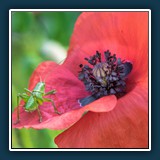 Hans Kirsch - Begegnung-2 
  Nikon D750, Tokina AT-X M100 PRO D 100mm F2.8 MACRO 
  1/160 sec., f 11, ISO 640, Brennweite  100 mm (35 mm Äquivalent ~ 150 mm)