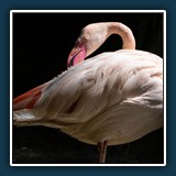 Andreas Skrenty - Flamingo 
  Olympus E-M10Mark II, OLYMPUS M.75-300mm F4.8-6.7 II 
  1/500 sec., f 9, ISO 200, -0,7 EV, Brennweite  300 mm (35 mm Äquivalent ~ 601 mm)