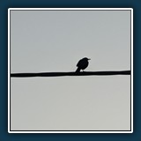 David Williams - Like a bird on a wire 
  Pixel 7 Pro, 19.0mm f/3.5 
  1/220 sec., f 3.5, ISO 39, Brennweite  19 mm (35 mm Äquivalent ~ 233 mm)