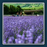 Dieter Schuhmann - Récolte de lavande 
  NIKON D780, VR 24-70mm f/2.8E 
  1/100 sec., f 6.3, ISO 400, -0,33 EV, Brennweite 70 mm