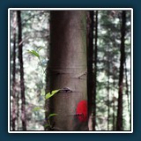 Erik Lüddecke - Wegmarkierung 
  SONY  NEX-7, ohne 
  1/125 sec., f , ISO 800, -0,3 EV