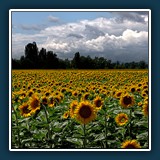 Alfred Schneider - Sonnenblumenfeld 
  PENTAX K-70, PENTAX-DA 18-55mm F3.5-5.6 AL WR 
  1/200 sec., f 11, ISO 100, -0.3 EV, Brennweite  47,5 mm (35 mm Äquivalent ~ 72 mm)