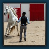 Anja Kleiner - Camargue-Pferd 
  SONY  ILCE-7M4, FE 24-105mm F4 G OSS 
  1/500 sec., f 5, ISO 100, -0,3 EV, Brennweite 105 mm