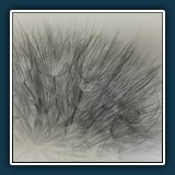 Dieter Schuhmann - Pappus gloriosa
  NIKON D780, VR 150mm f/2.8G
  0,1 sec., f 6.3, ISO 125,  Brennweite 150 mm