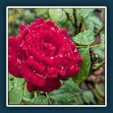 David Williams - nasser Sommer
  Google Pixel 7 Pro, camera 6.81mm f/1.85
  1/229 sec., f 1.85, ISO 70,  Brennweite 6,81 mm (35 mm Äquivalent ~ 24 mm)