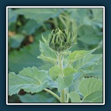 Erik Lüddecke - Grüne Blüte
  Sony NEX 7, E 18-55mm F3.5-5.6 OSS
  1/100 sec., f 5.6, ISO 100, 0.3 EV, Brennweite  55 mm (35 mm Äquivalent ~ 82 mm)