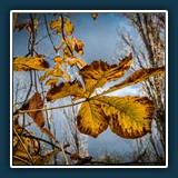 Hans Kirsch - Herbstleuchten
  NIKON D300S, TAMRON SP AF 17-50mm F2.8 XR Di II
  1/100 sec., f 13, ISO 500,  Brennweite 32 mm (35 mm Äquivalent ~ 48 mm)
  