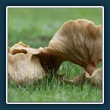 Dieter Schuhmann - Pilzzeit